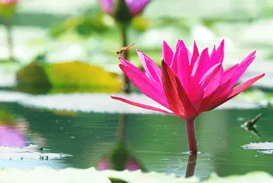 Лечение без таблеток — миф или реальность?